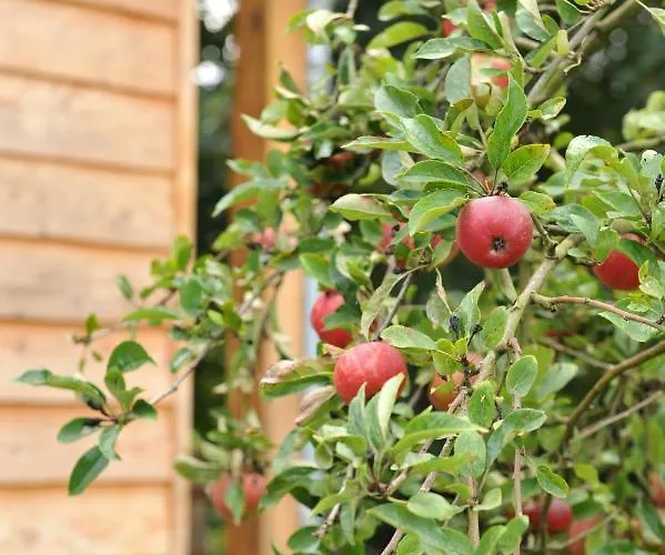 Near The Rhine - Sustainable אכסניה *